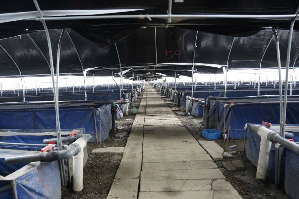 令人生畏的"吸血虫",在青浦这里成了致富"香饽饽"_养殖_水蛭_乡村