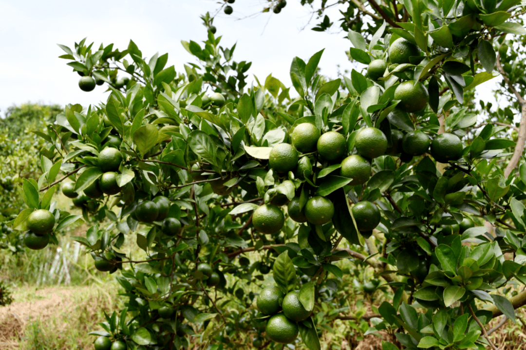 【聚焦"百千万工程"】怀集县汶朗镇汶朗村:完善产业发展布局,建设宜居