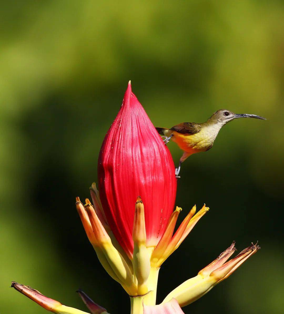 鸟类篇:长嘴捕蛛鸟 arachnothera longirostra【云南西双版纳国家级