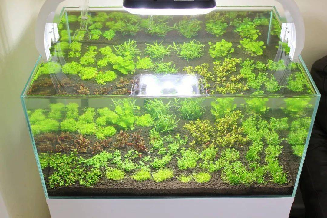 荷兰景就主看水草了↓其实这么看来,家里的草缸就只养水草也很好