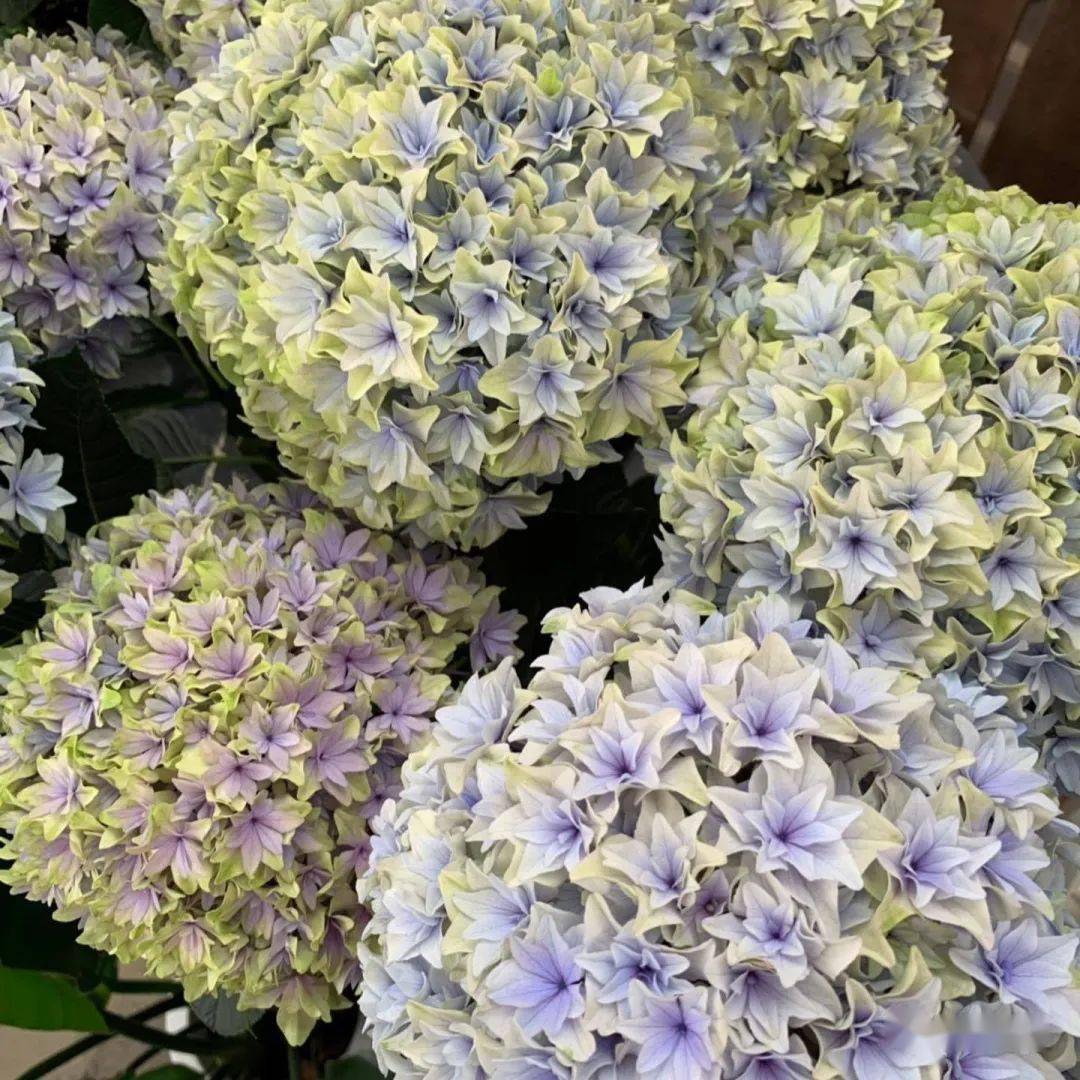 "列车(沙龙)"色彩柔和淡雅,未调蓝时,是淡粉色,调蓝后为灰蓝色.