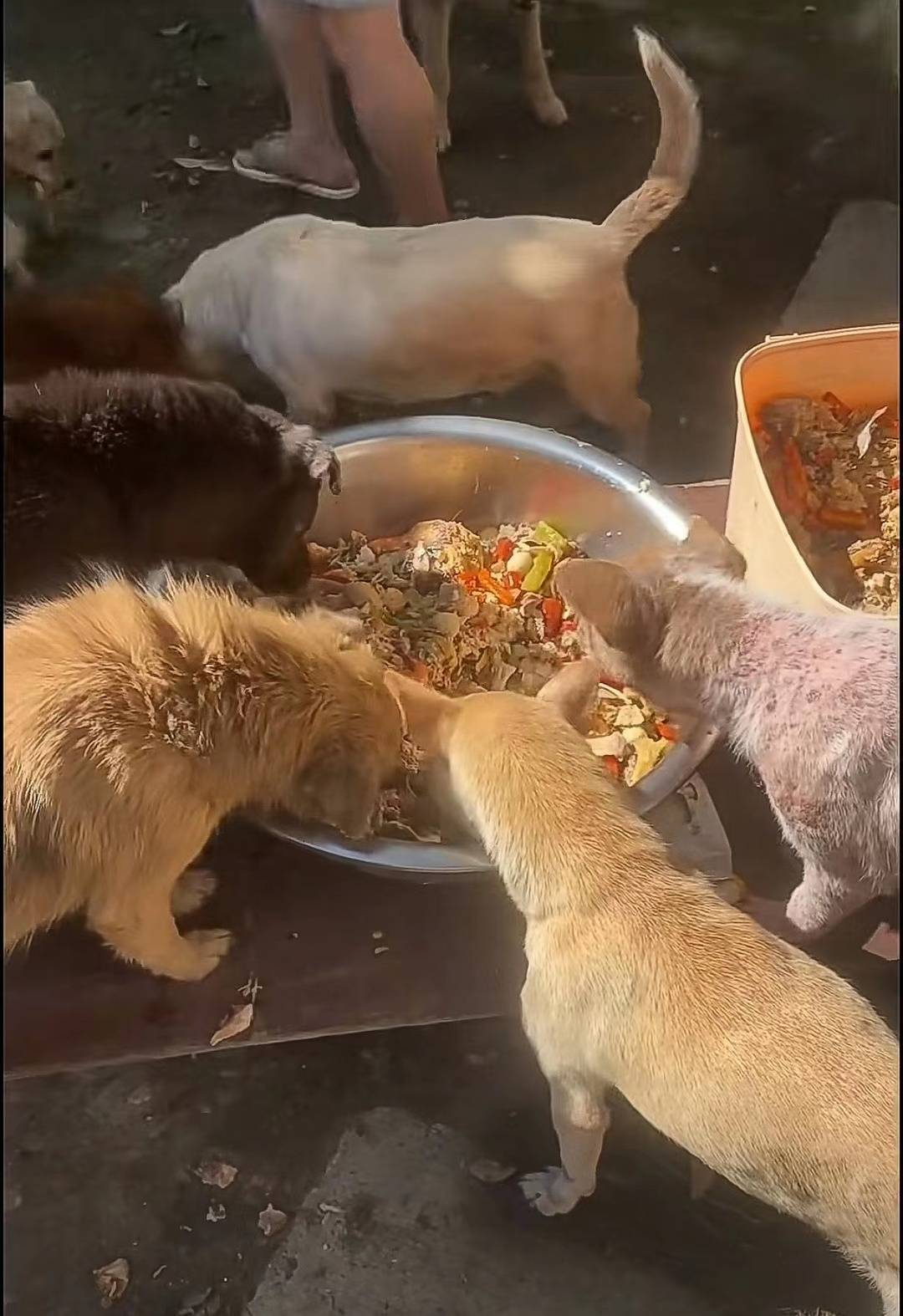 狗狗们在吃清洗处理后的剩饭菜在呼吁大家打包剩饭菜投喂流浪动物的