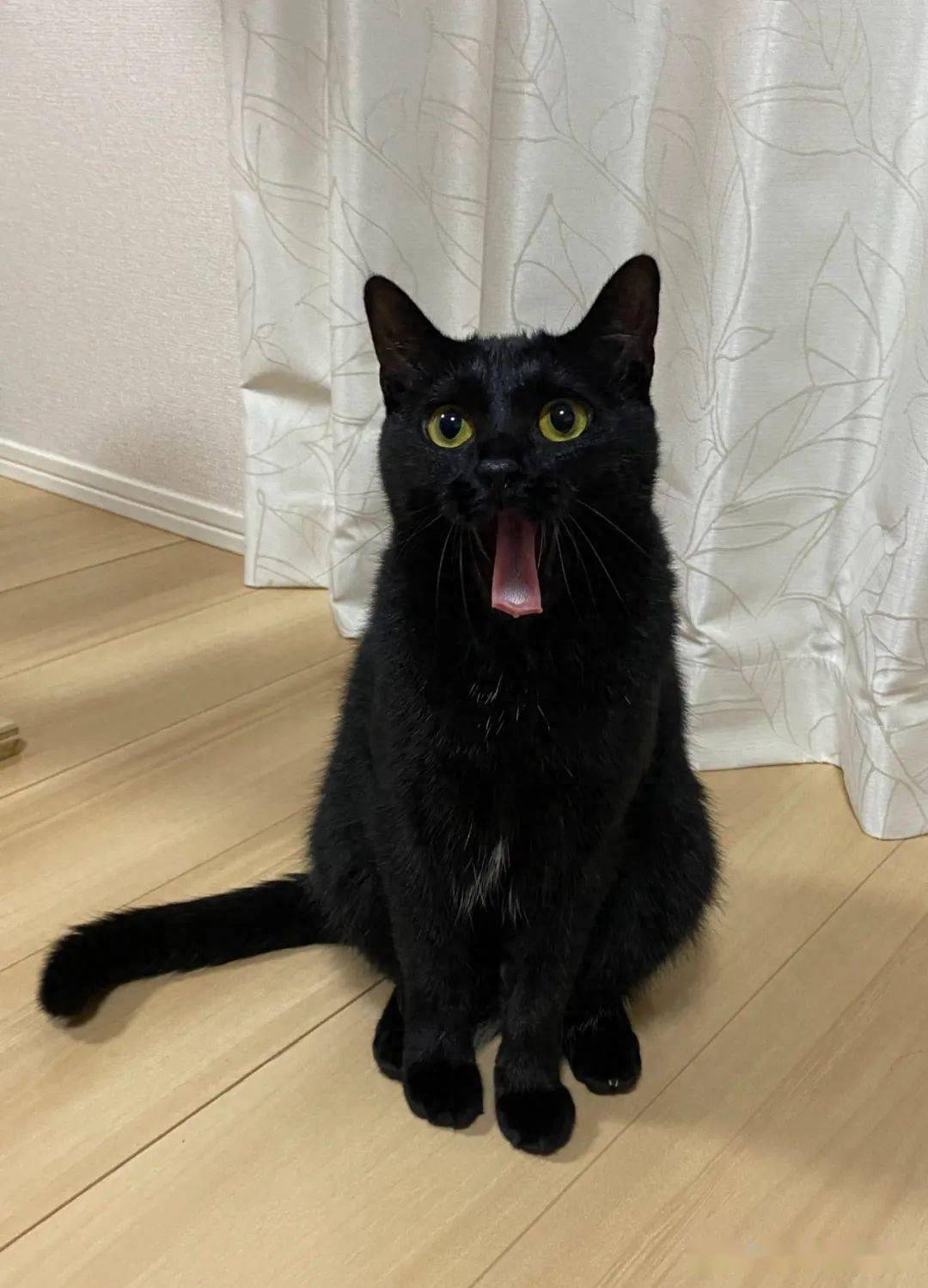 平时软萌的黑猫,一转头竟露出这种表情…铲屎官:你谁?