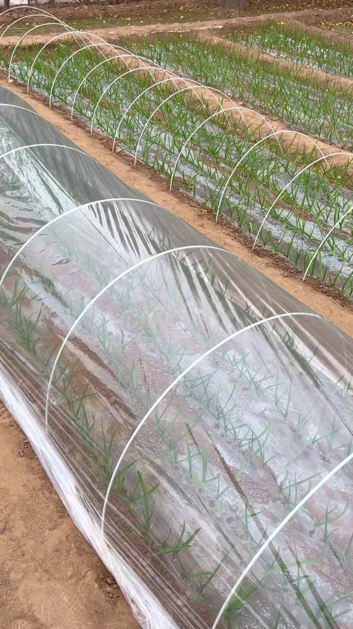 玻璃纤维拱棚杆,搭小拱棚 豆角架,多年使用农业种植 黄瓜架子怎么搭