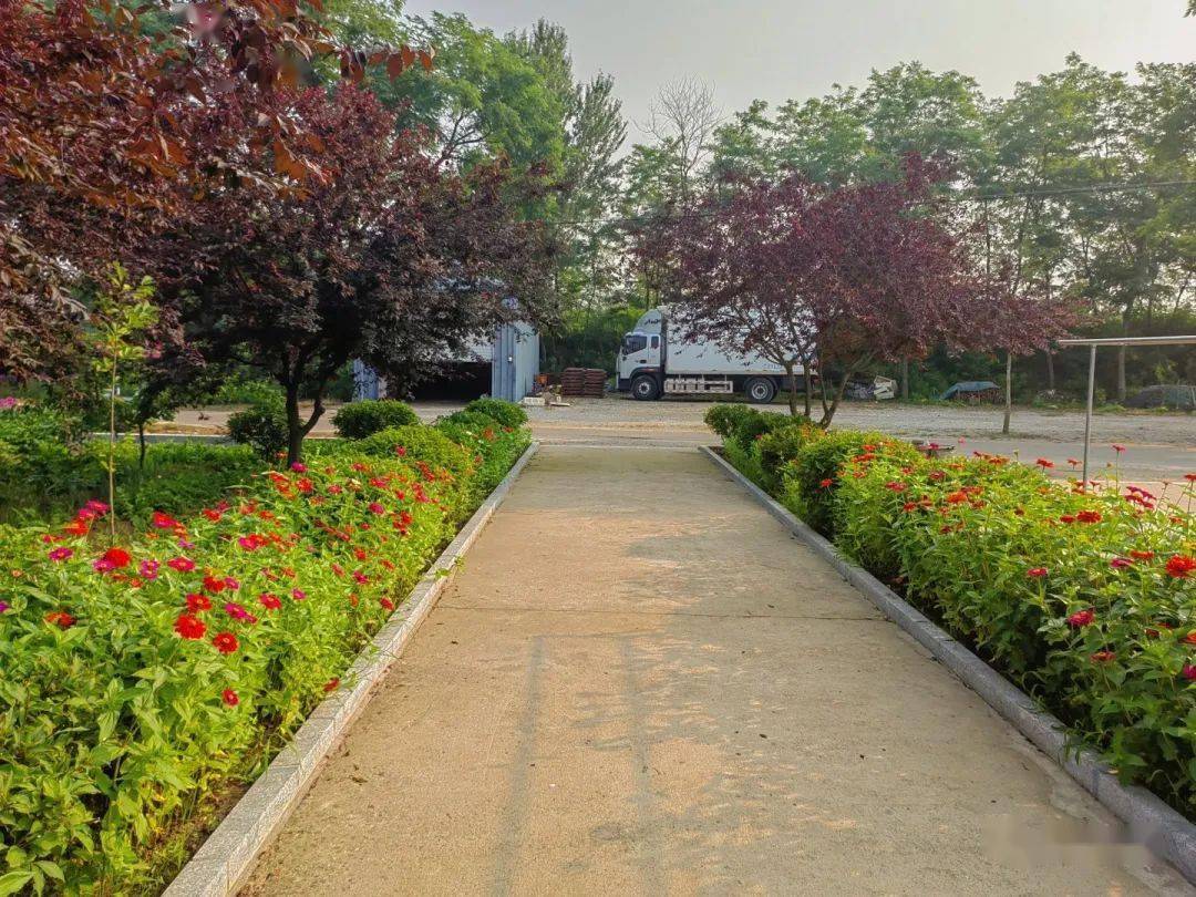 建和美乡村 晒美丽庭院|晒晒我的小院子71黑岛镇_工作_庄河市_环境