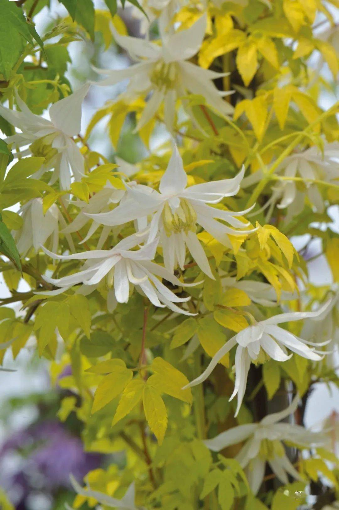 铁线莲国际新品种图鉴!花开如瀑,一眼沦陷～_花瓣_修剪_cm