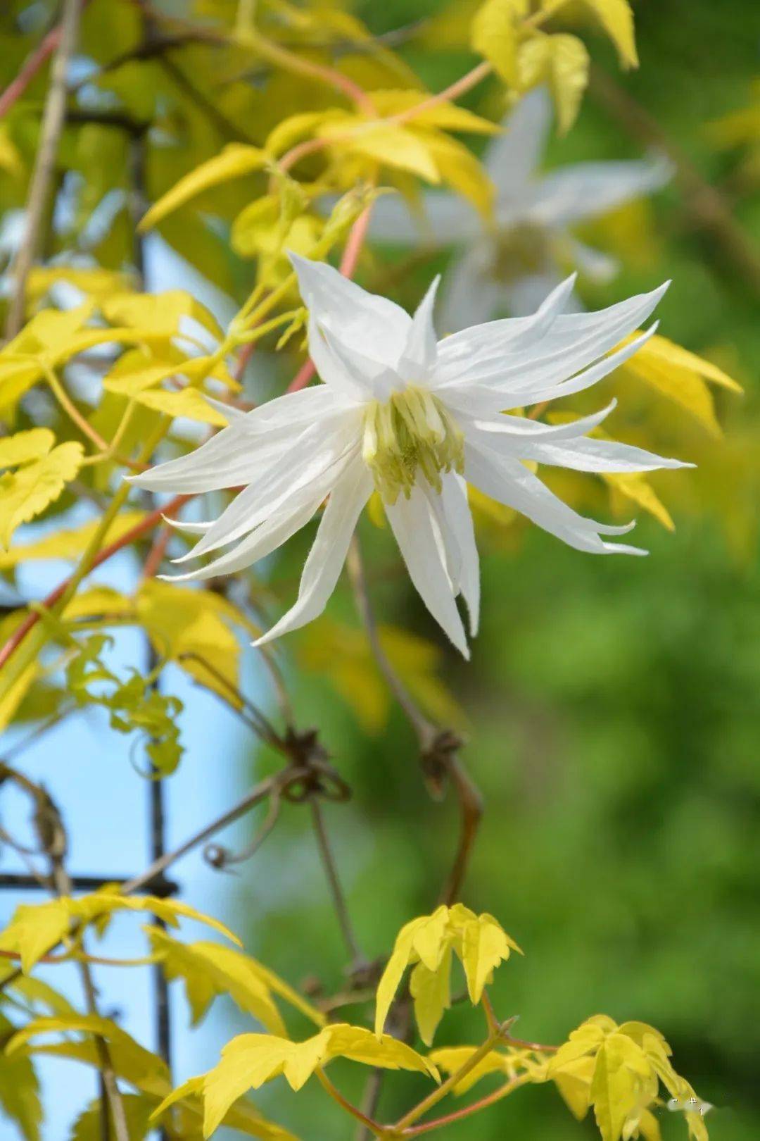 铁线莲国际新品种图鉴!花开如瀑,一眼沦陷～_花瓣_修剪_cm