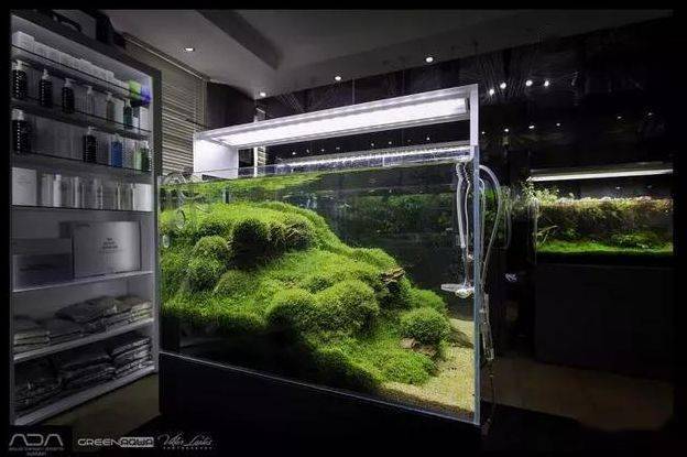 ada到底有什么不一样?天野尚草缸,自然水景缔造者!_title_造景_水草