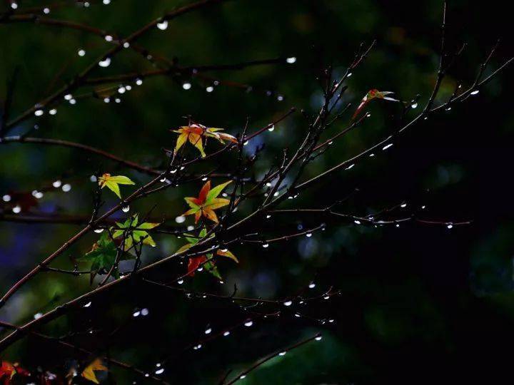 九月:秋风61秋雨61落叶_叶子_荷塘_蝴蝶