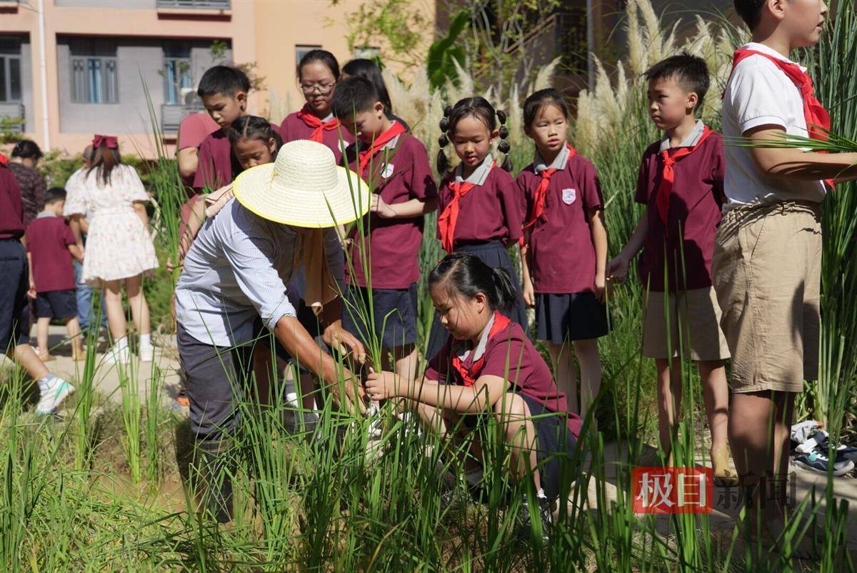 這不是田間地頭,而是武漢市武昌區珞珈山小學的花園.