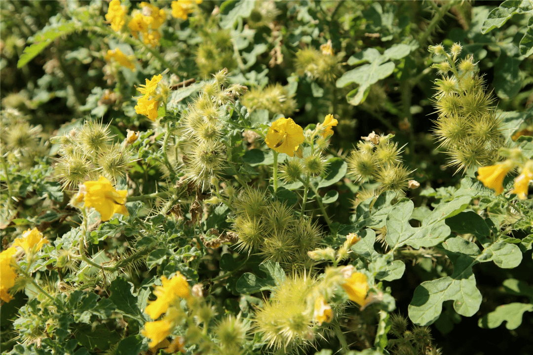 乌兰浩特市举行外来入侵物种刺萼龙葵防除现场会_防治_活动_方法