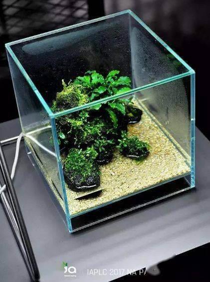 ada到底有什么不一样?天野尚草缸,自然水景缔造者!_title_造景_水草