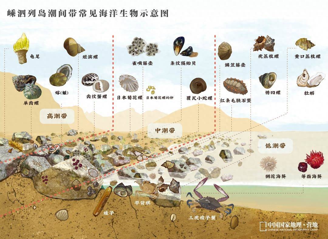 科旅中国 嵊泗花鸟 | 潮汐涨退间,无穷小亮带你解锁"天然的博物馆"