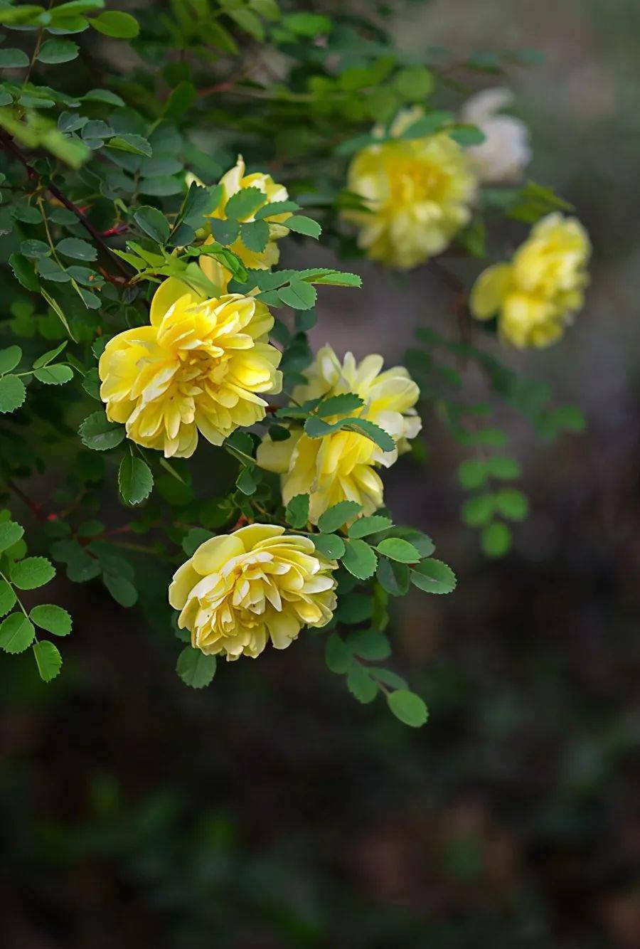 黄玫瑰很温馨,养好黄玫瑰,要做好这几点_黄刺玫_植物_盆栽