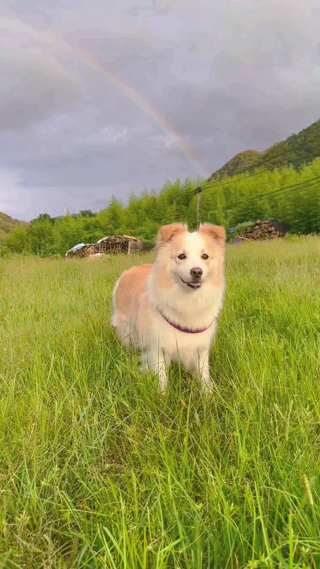 今年的第一道彩虹边牧陈贝拉