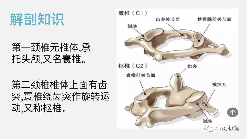 枢椎 齿状突图片