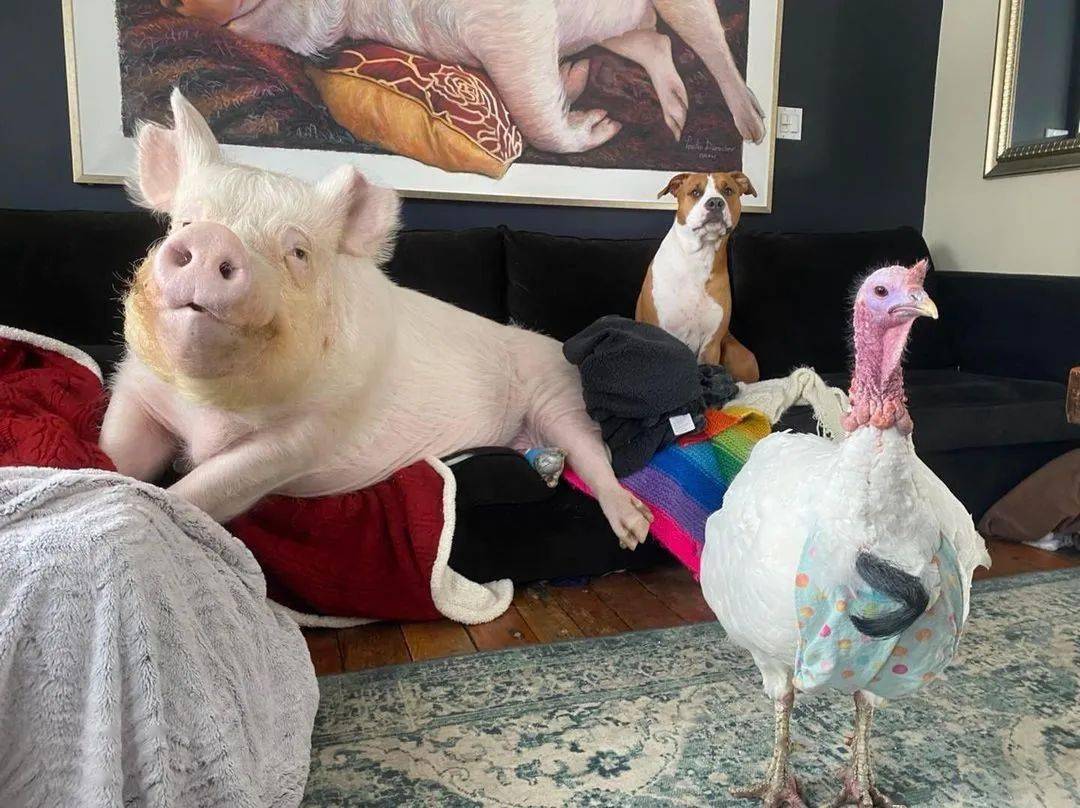 joanne_画作_动物