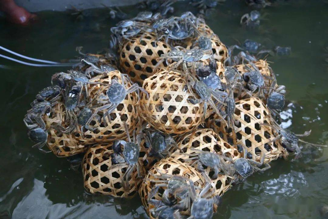 七里海的河蟹在整个华北地区享有盛誉