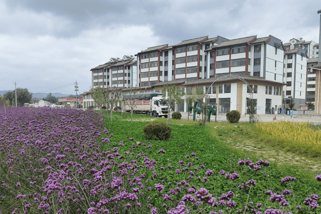 天水镇:栽花植绿添美景 绘就乡村新画卷_群众_绿化_环境