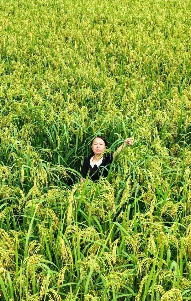 求购巨型水稻种子图片