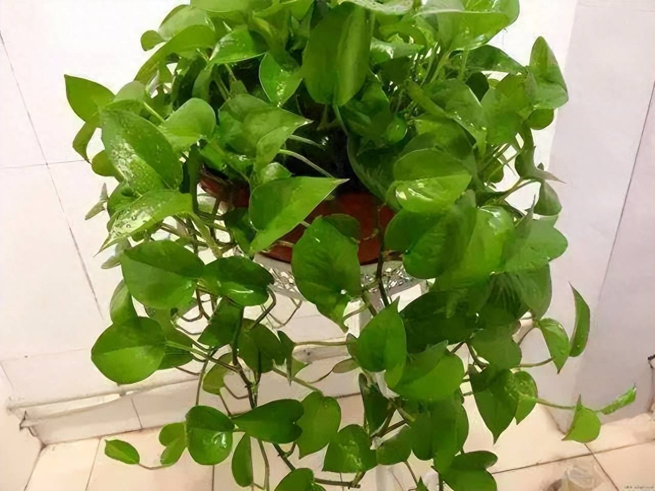 绿萝喜欢湿润的环境,所以,为了不让土壤因为湿润而改变结构,造成土壤