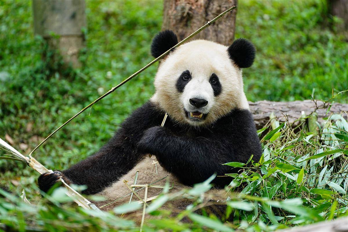 3年前就为它们种下一片竹林_武林_竹子_游客