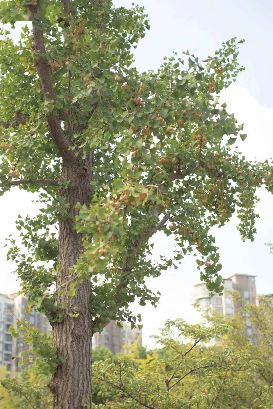 白果树果子