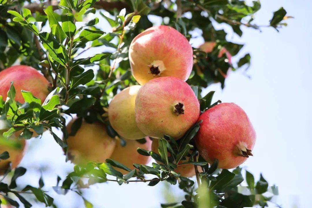 吃石榴啦!宾川软籽石榴成熟采摘忙,快来尝鲜~_产业_的发展_农业