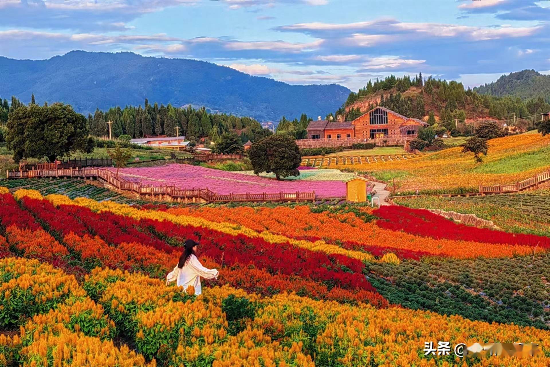 赏绚烂花海·品麻江风光,麻江卡乌药谷江村菊花园开园啦!