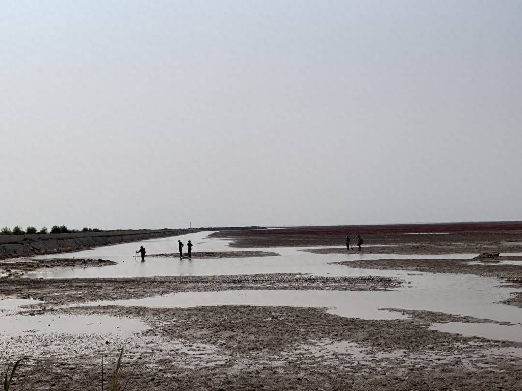 一线探访丨芦苇荡蹲一天,滩涂地踩一路……青岛团队把脉滨海湿地17年