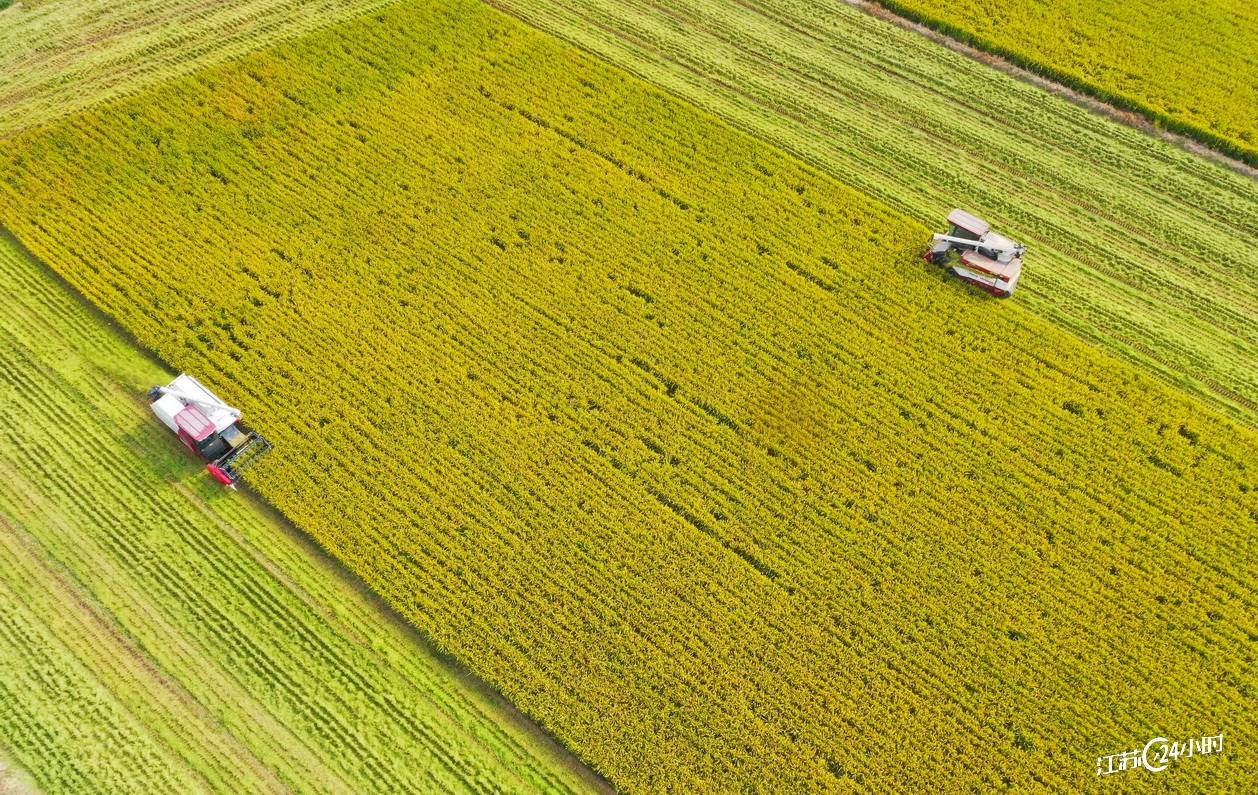 特约摄影朱琪9:43摄自常熟市:早稻开镰收割(11:30)9月11日,无锡市