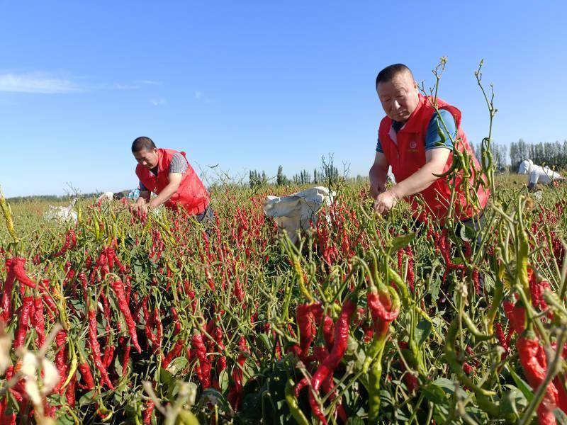 沙湾市乌兰乌苏镇:辣椒喜丰收 志愿采摘忙_新村_群众_皇宫