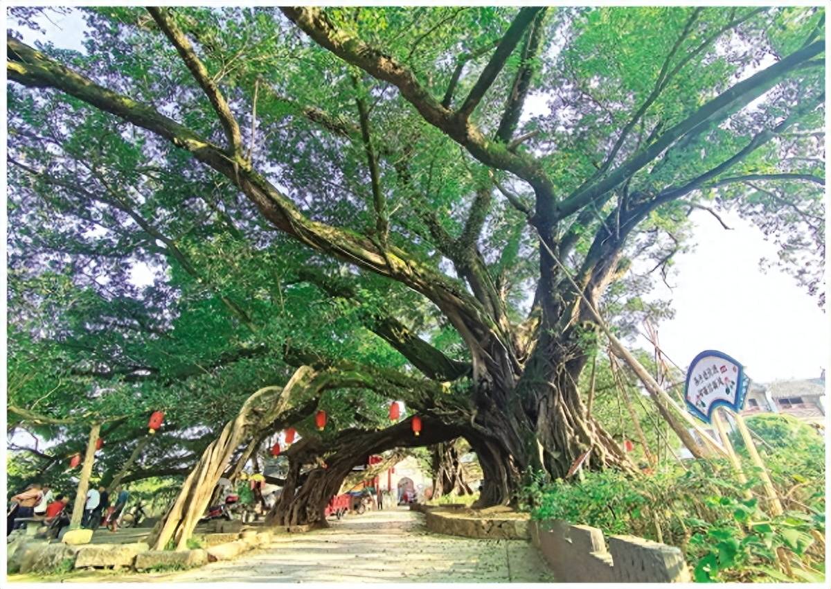 桂林千年古榕见证千年古镇的昔日繁荣_榕津_粤东会馆_历史