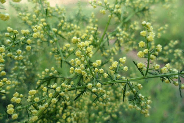 香樟花粉图片