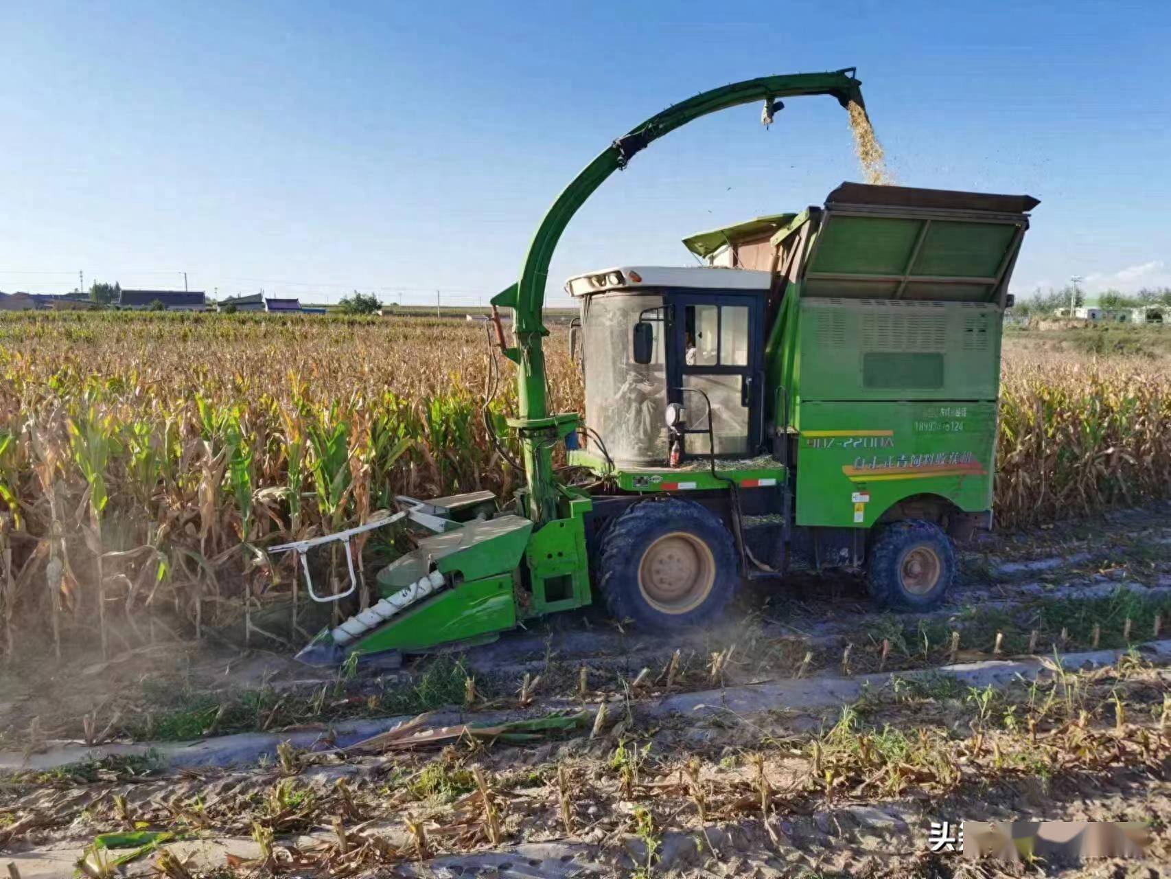 环县全面开启青贮玉米收贮工作_秸秆_群众_养殖户
