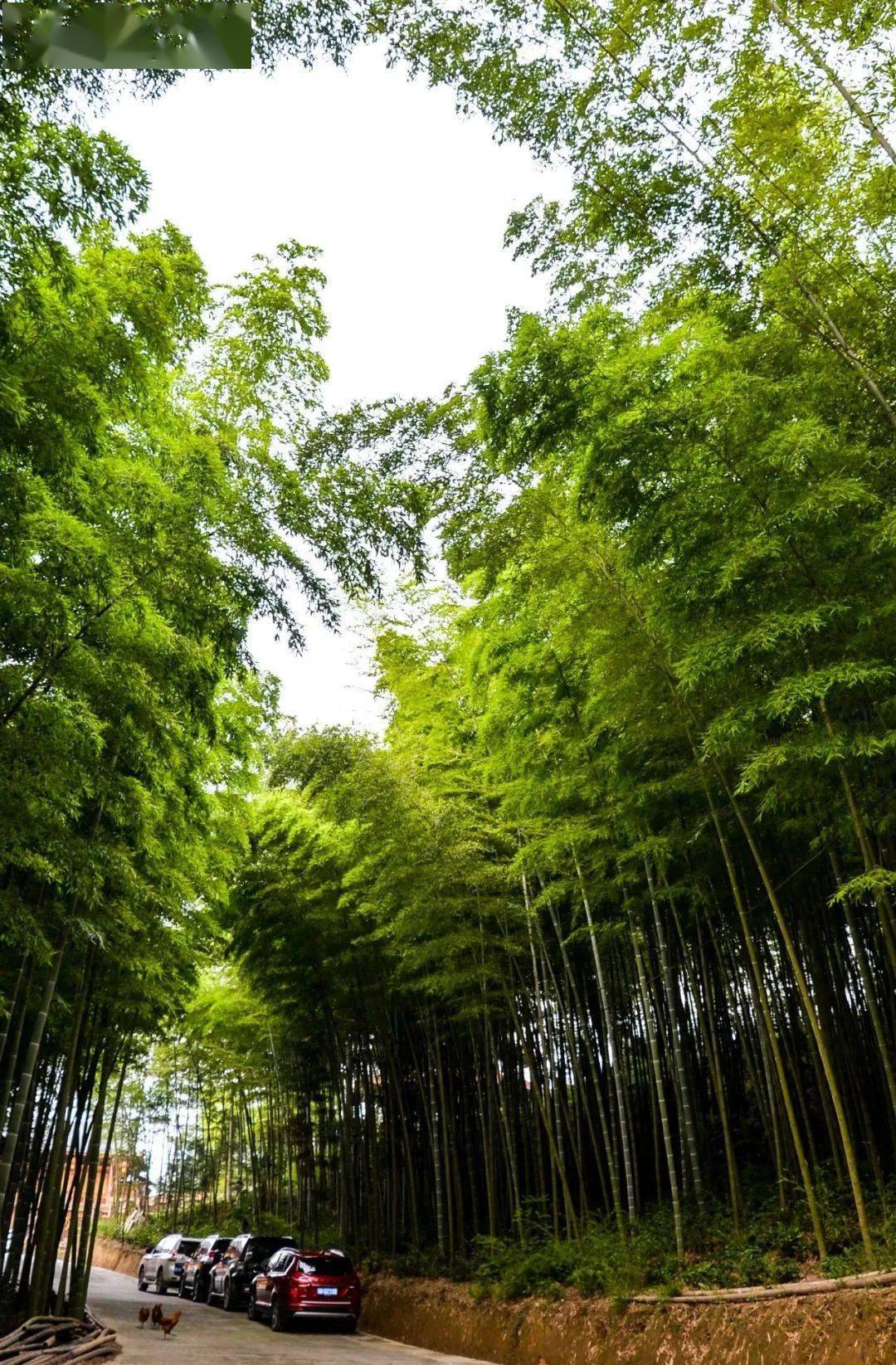 这里,林茂竹秀,风景宜人当下,清风拂面,时光正好周末,去擂鼓镇楠竹村