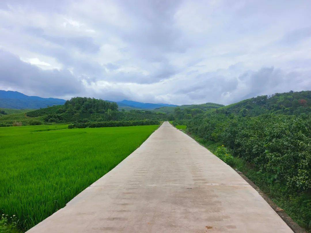 象州县大乐镇:修好产业路,打通幸福"快车道"!_发展_村委_群众
