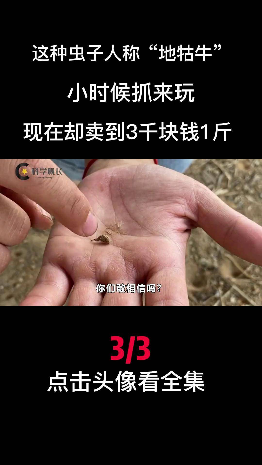 这种虫子人称"地牯牛",小时候抓来玩,现在却卖到3千块钱1斤 昆虫 农村