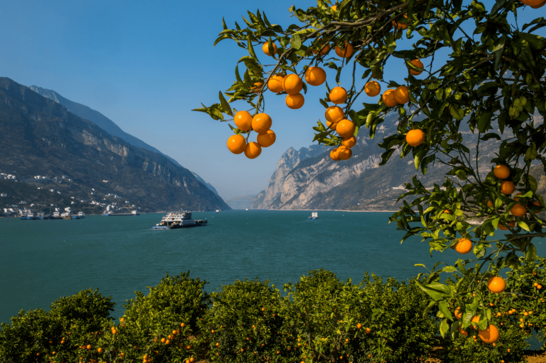 一颗脐橙的富民故事_秭归_发展_产业