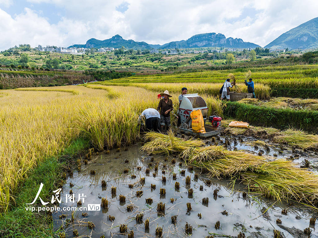 连日来,位于贵州省毕节市大方县小屯乡小屯梯田的稻谷陆续成熟,村民们