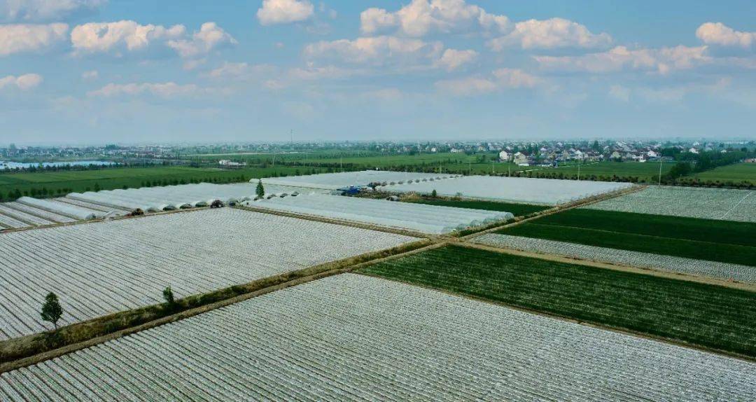 泰兴市元竹镇:"333"工作法助推村集体经济提质增效_发展_项目_运营