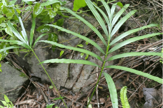 富宁县发现野生叉孢苏铁群落,一级重点保护植物!
