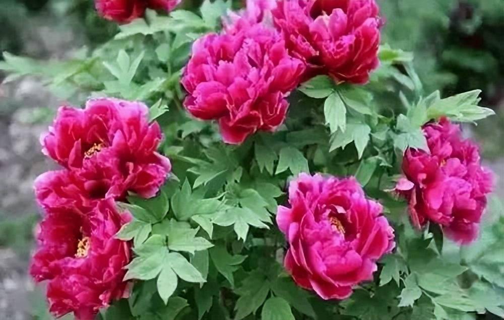 56市市花,太美了!_兰花_杜鹃花_山茶花