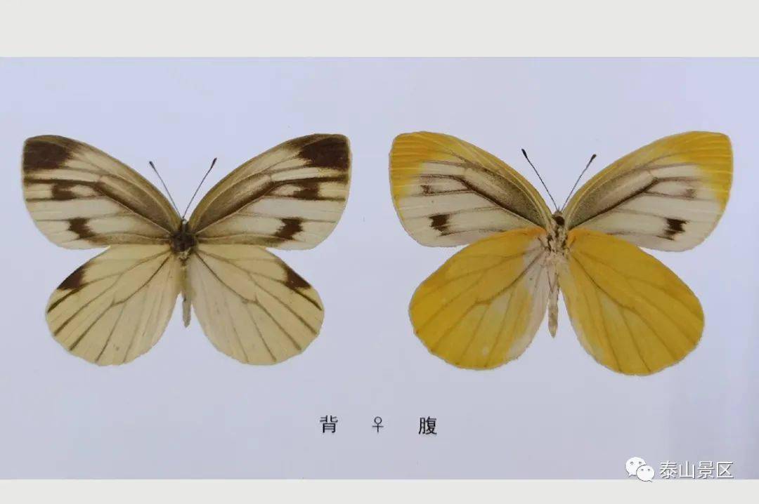 【泰山昆虫科普】——华东黑纹粉蝶_黑色_夏型_白色