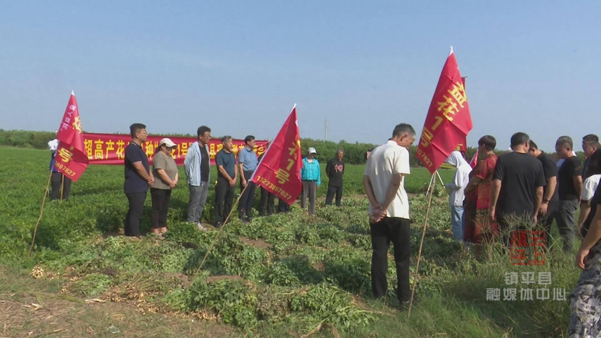 6斤!镇平县优质花生品种亩产创历史新高_种植_益花_产量