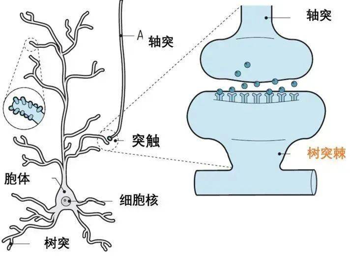 轴突树突形简单图示图片