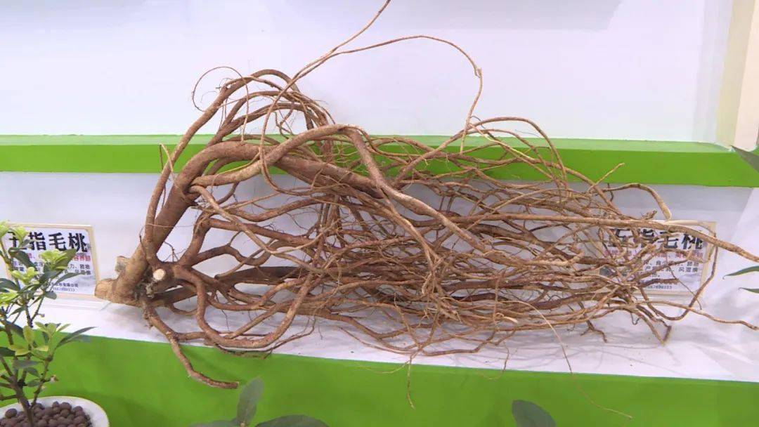 兴业馆现场人山人海,场面火爆!_发展_药材_产品