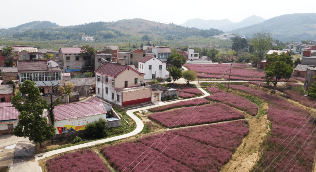 庐江秋日里的网红粉黛草,这些地方能赏→_花海_粉色_地址