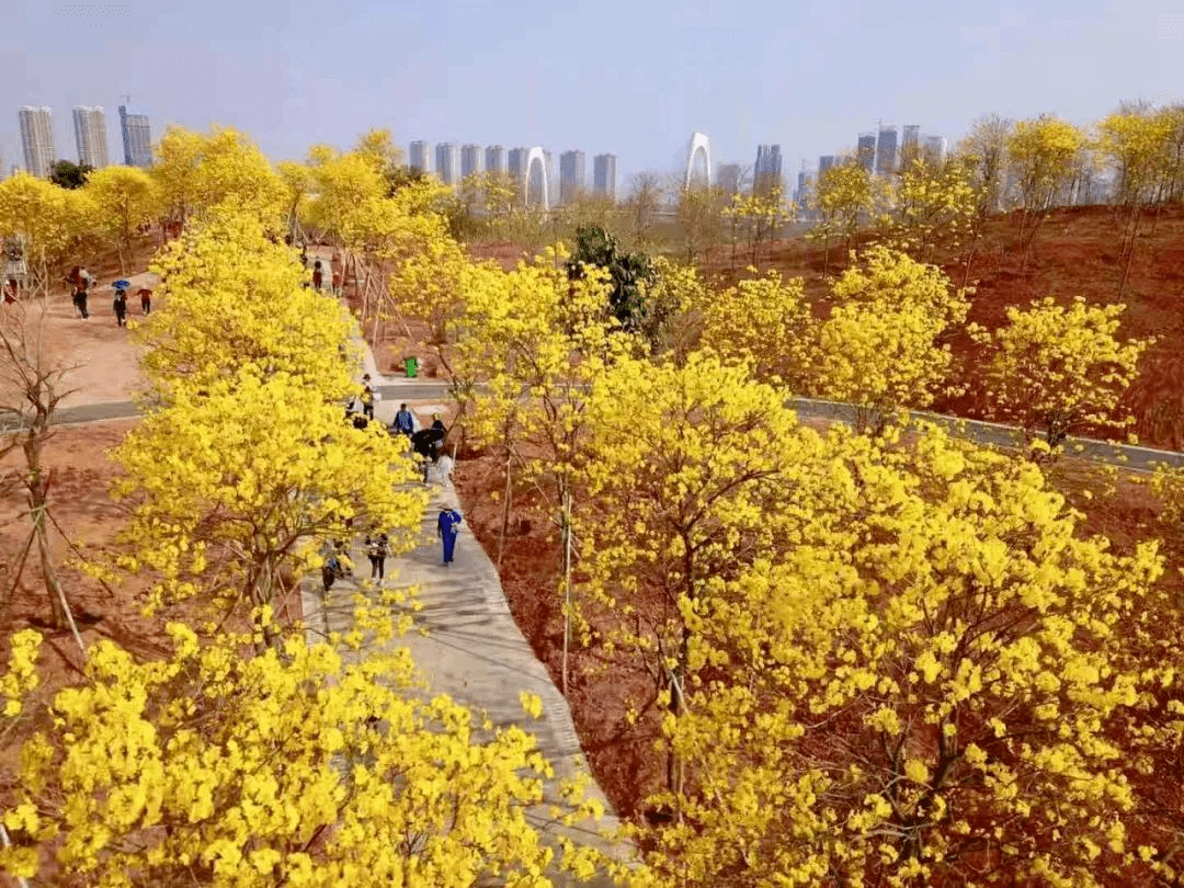 黔南·金海雪山景区三月春风送暖阳蓝天白云映花黄春风掀得金浪起蝶舞