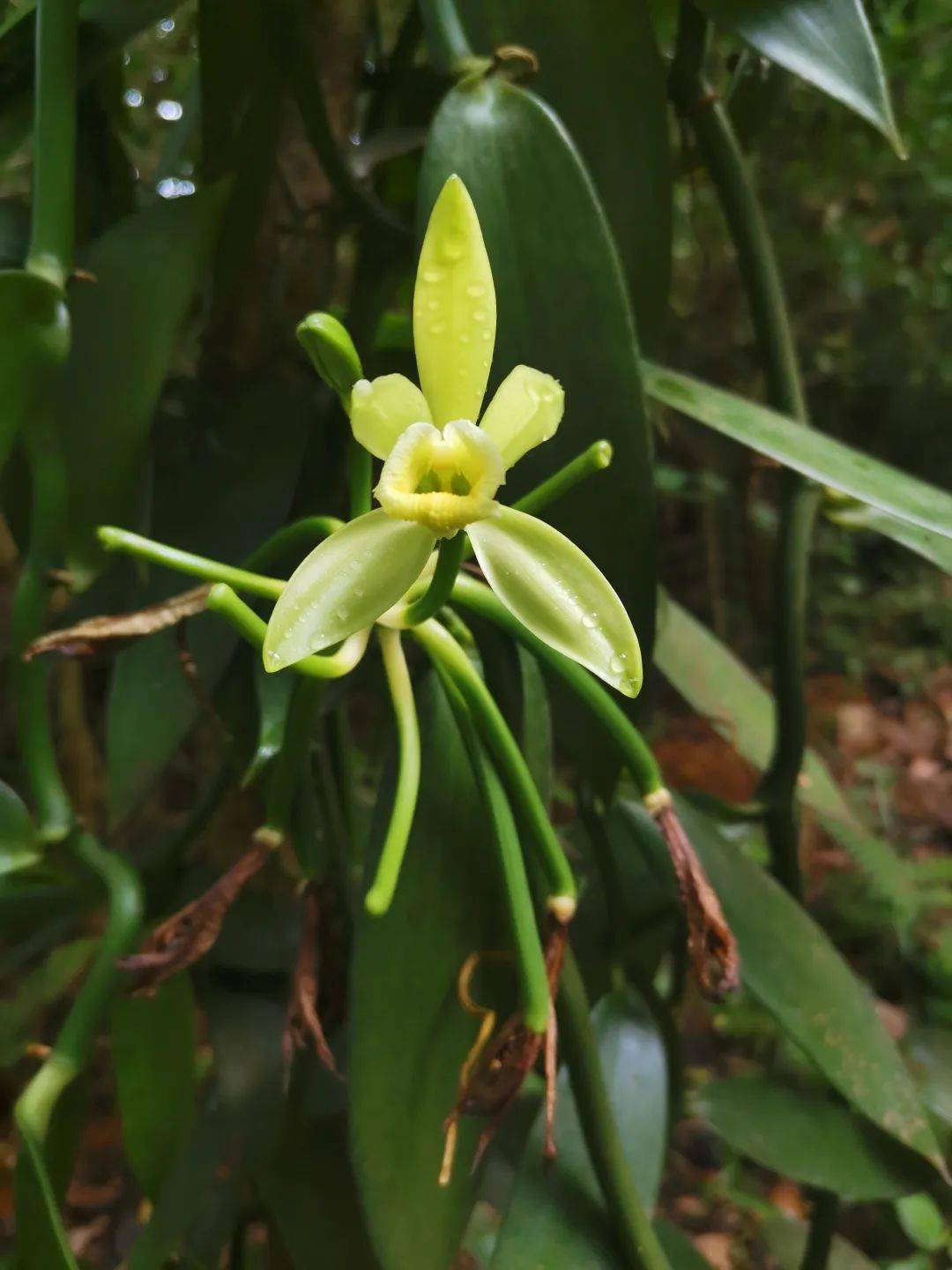 含量_品种_香气